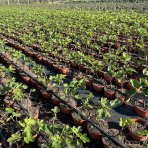 Figovník obyčajný (Ficus carica) ´BROWN TURKEY´ - výška: 30-40 cm, kont. C2,6L (-20°C) - BONSAJ (DECO MISA)